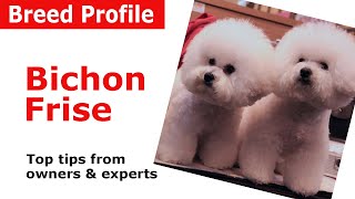 Bichon Frise Dog Breed Guide [upl. by Teemus496]