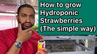 How to grow hydroponic strawberries easy [upl. by Symons]