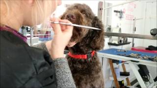 HOW TO GROOM A LABRADOODLES FACE [upl. by Cavanaugh518]