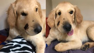 Golden Retriever Protects Owner From Rattlesnake in Arizona [upl. by Aronaele]