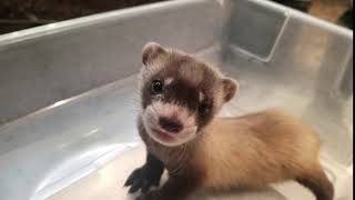 Smithsonian BlackFooted Ferret Kit Chatter [upl. by Haisoj900]