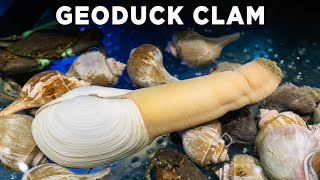 Geoduck Clam [upl. by Henriques351]