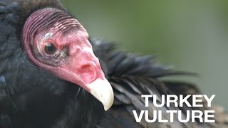 Creature Feature Turkey Vulture [upl. by Ericha]