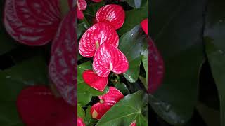 Anthurium How to Care the Anthurium [upl. by Pylle]