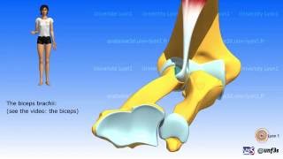 Pronationsupination The muscles [upl. by Audette]