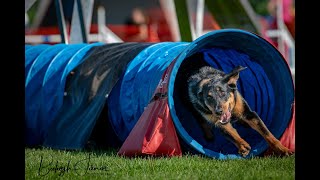 Beauceron agility training 2019 [upl. by Anilra]