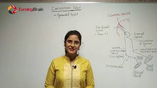 Corticospinal tractMotor TractDESCENDING TRACT [upl. by Poliard]