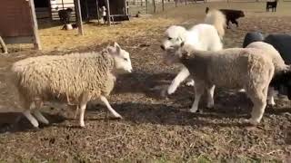 Great Pyrenees Breaks up Fight [upl. by Baer]