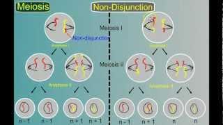 Genetics Part 4 Mutations [upl. by Amlev]