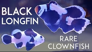 Black Longfin Clownfish from Sea amp Reef Aquaculture [upl. by Asetal502]