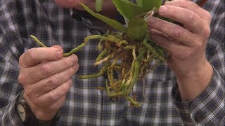 Repotting Grocery Store Orchids [upl. by Mojgan250]