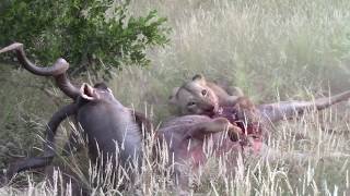 Lioness catch kudu bulls while fighting [upl. by Horatia500]