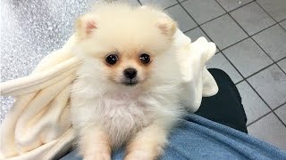 CUTEST PUPPY  Luna The 8 Week Old Pomeranian Puppy [upl. by Ahsekim]