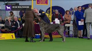 Irish Wolfhounds  Breed Judging 2019 [upl. by Aimo167]