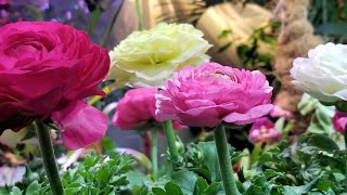 How to Grow Ranuculus  Persian Buttercups [upl. by Allan989]