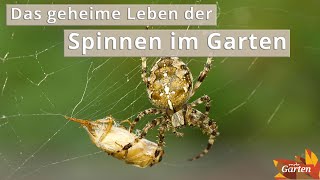 Faszinierend Spinnen in unseren Gärten  MDR Garten [upl. by Ayak]