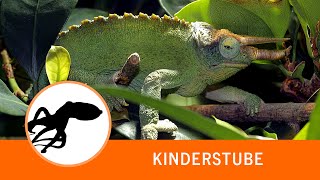 Kinderstube DreihornChamäleon [upl. by Laeno]