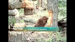 BBC Wildlife Beavers the Master Builders [upl. by Luciana239]