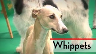 The Whippet  Bests of Breed [upl. by Petes]