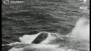 Whaling with new harpoon gun in the Indian Ocean 1937 [upl. by Ursel]