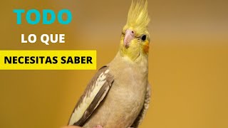 CACATÚA NINFA TODO LO QUE NECESITAS SABER [upl. by Ellezig]