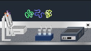 SDSPAGE Sodium Dodecyl Sulfate–PolyAcrylamide Gel Electrophoresis–Animation [upl. by Malamut641]