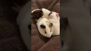 The Cutest Baby Guinea Pigs In The World [upl. by Jaf]