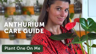 Ultimate ANTHURIUM Flamingo Flower Care Guide — Ep 195 [upl. by Pappano411]