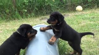 chiot beauceron [upl. by Andree]