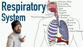 Respiratory System  Structure and Function [upl. by Dekow]