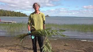 How to Control Invasive Phragmites  The Manitoulin Phragmites Project [upl. by Faxon]