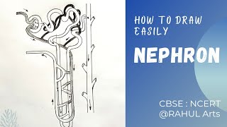 How to draw Nephron diagram  Class 10  Biology Science  CBSE syllabus  NCERT class 10 [upl. by Ole]