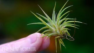 How Air Plants Grow Without Soil  The New Yorker [upl. by Ihn]