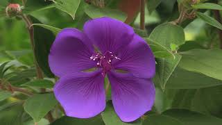 How to Grow Tibouchina  The Princess Flower or The Glory Flower [upl. by Ivz]