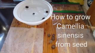 How to grow Camellia Sinensis  tea tree and hydrating seeds for germination [upl. by Iliak]