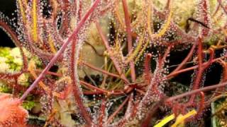 Drosera binata  The ForkedLeaf Sundew Carnivorous Plant [upl. by Rivi]