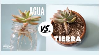 Como Reproducir suculentas en Agua y Tierra  VLOG DIY [upl. by Friedrich313]