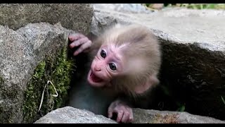 Crying baby monkey But mom ignored [upl. by Imerej232]