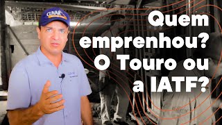 Touro ou IATF [upl. by Serafine606]