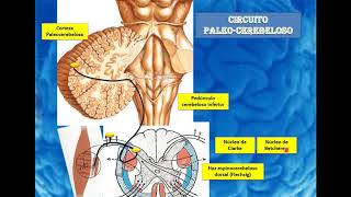 Circuitos cerebelosos y vías extrapiramidales [upl. by Ainehs830]