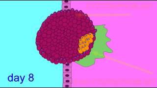 EMBRYONIC DEVELOPMENT TROPHOBLAST [upl. by Irual]