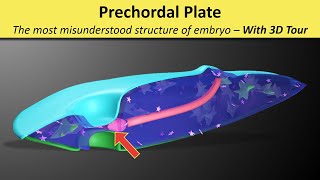 Prechordal Plate Prochordal Plate  Prechordal Mesoderm  Oropharyngeal membrane [upl. by Cinemod]