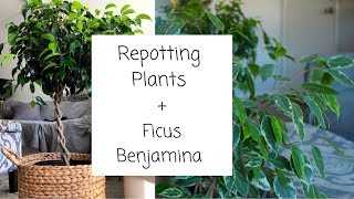 Repotting Plants  Ficus Benjamina [upl. by Ernestus]