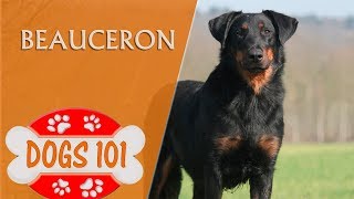 Dogs 101  BEAUCERON  Top Dog Facts about the Beauceron [upl. by Irok]