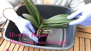 Repotting a Phalaenopsis Orchid  Beginner Care Tips [upl. by Nibor]