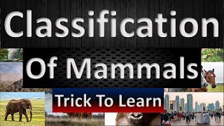 Mammals  Classification  Orders  Terms Made Easy [upl. by Anahsal]