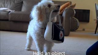 Miniature Poodle Tricks 4 [upl. by Auqkinahs194]