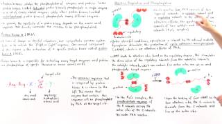 Protein Kinase A PKA [upl. by Yentterb]