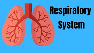 Respiratory System Basics [upl. by Helali]