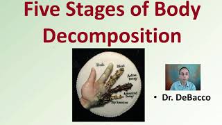 Five Stages of Body Decomposition [upl. by Yreved366]